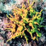 Goldschwamm in Istrien - Unterwasserfotos