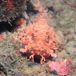 Istrien - Kleiner Drachenkopf - Unterwasserfotos