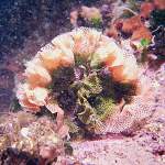 Neptunschleier mit Schwebeteilchen in Istrien - Unterwasserfotos