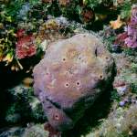 Riesenkieselschwamm - Tauchfoto aus Istrien - Unterwasserfotos