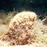 Steckmuschel im Mittelmeer in Istrien - Unterwasserfotos