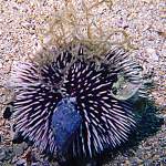 Sternseeigel in Istrien - Unterwasserfotos