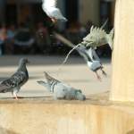 Tauben im Stadtbrunnen von Rovinj