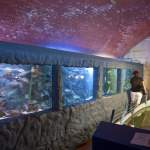 Schaubecken im Aquarium Pula - Verudela - Istrien