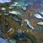 Diverse Fische im Aquarium Pula - Verudela - Istrien