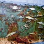 Fischbecken im Aquarium Pula - Verudela - Istrien