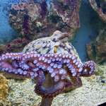 Schöner Oktopus im Aquarium Pula - Verudela - Istrien