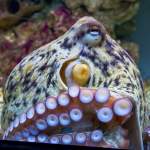 Tintenfisch im Aquarium Pula - Verudela - Istrien