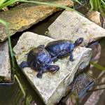 Wasserschildkröten im Aquarium Pula - Verudela - Istrien