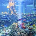 Fischbecken mit Fischen und Korallen im Aquarium Pula - Verudela - Istrien